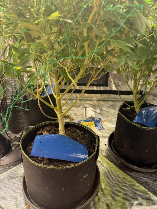 royal cookies. Week 24
