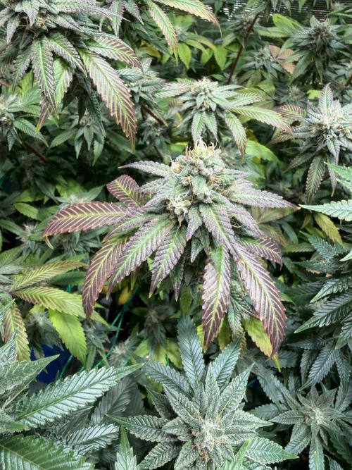 royal cookies. Week 24