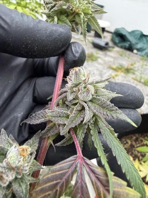 royal cookies. Week 25