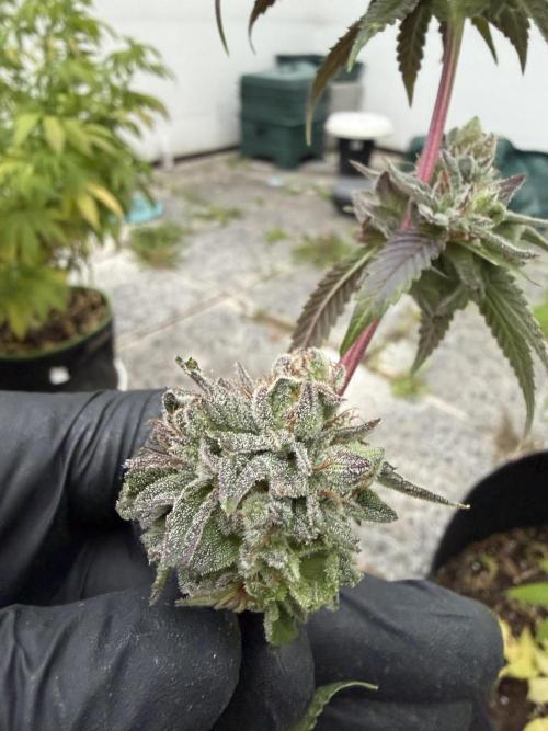 royal cookies. Week 25