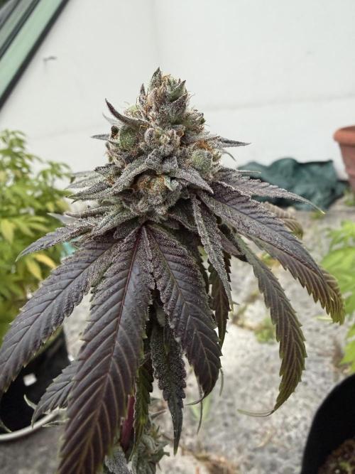 royal cookies. Week 25