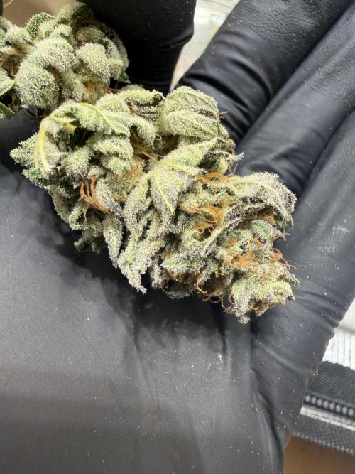 royal cookies. Week 25