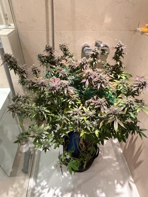 royal cookies. Week 25