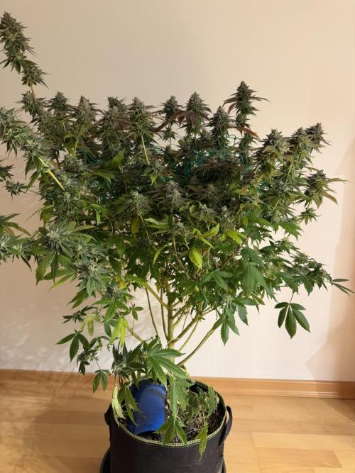 royal cookies. Week 25