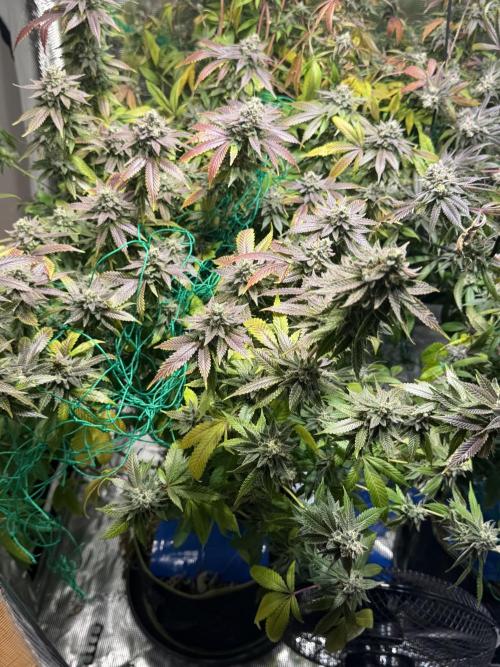 royal cookies. Week 25
