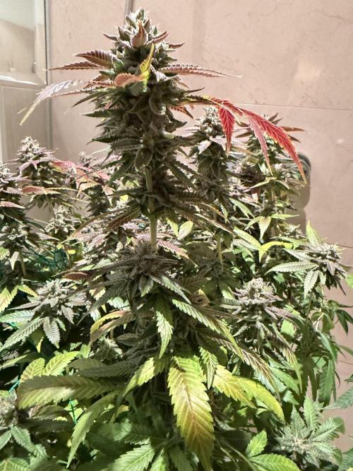 royal cookies. Week 25