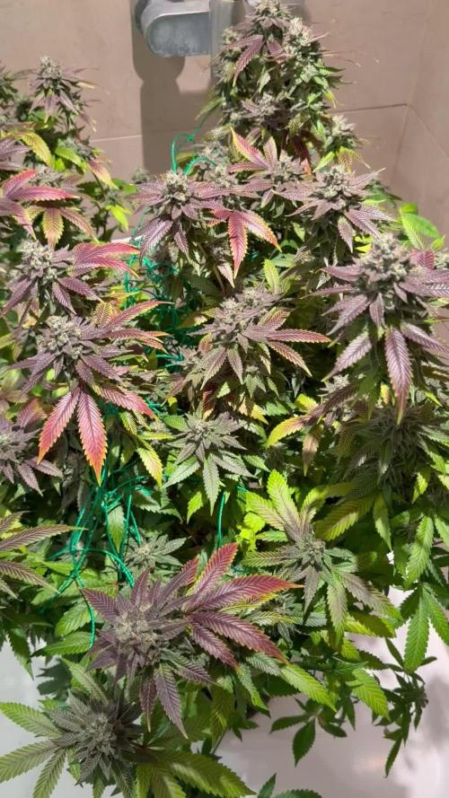 royal cookies