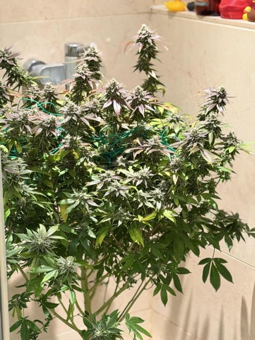 royal cookies. Week 25