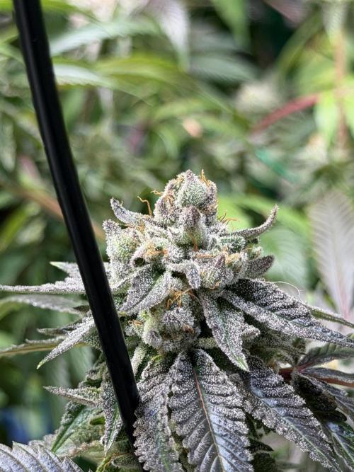 royal cookies. Week 25