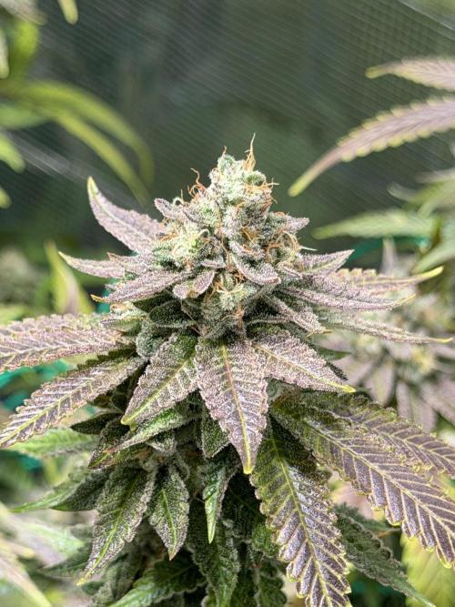royal cookies. Week 25