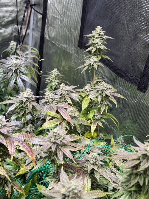 royal cookies. Week 25