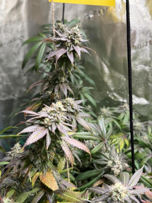 royal cookies. Week 25