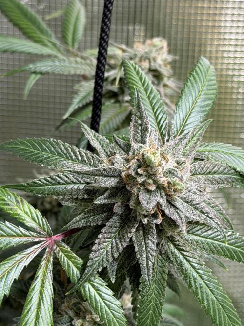 royal cookies. Week 25