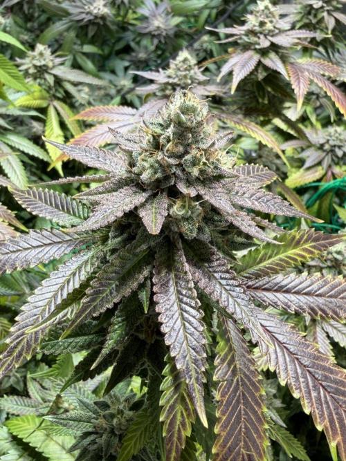 royal cookies. Week 25