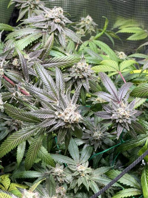 royal cookies. Week 25