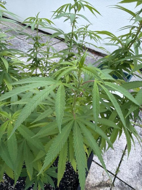 Royal cookies. Week 20