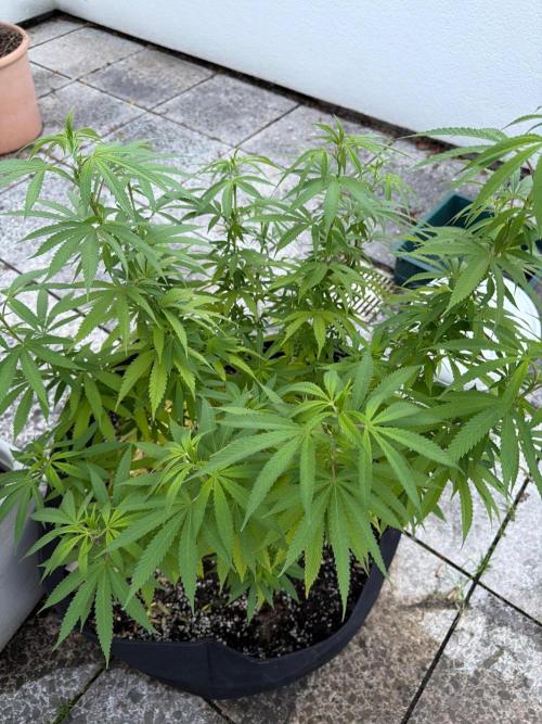 Royal cookies. Week 20