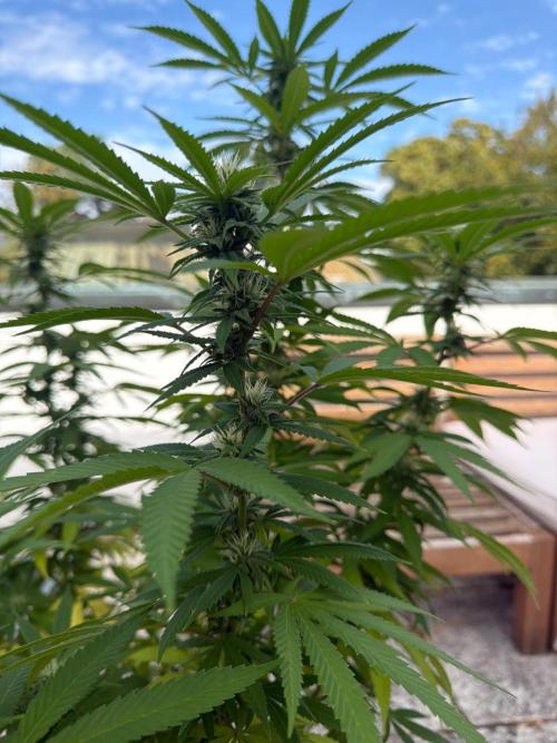 Royal cookies. Week 21