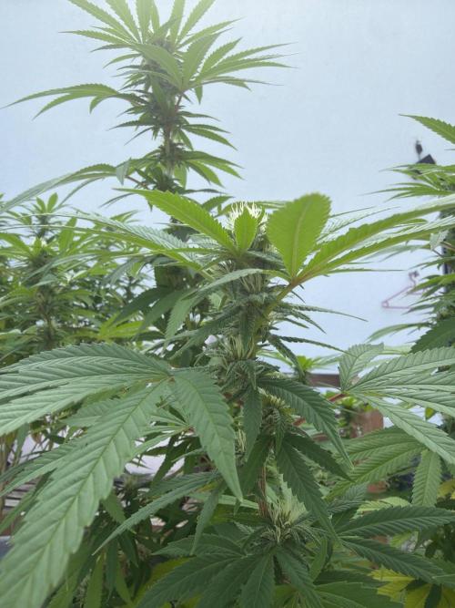 Royal cookies. Week 21