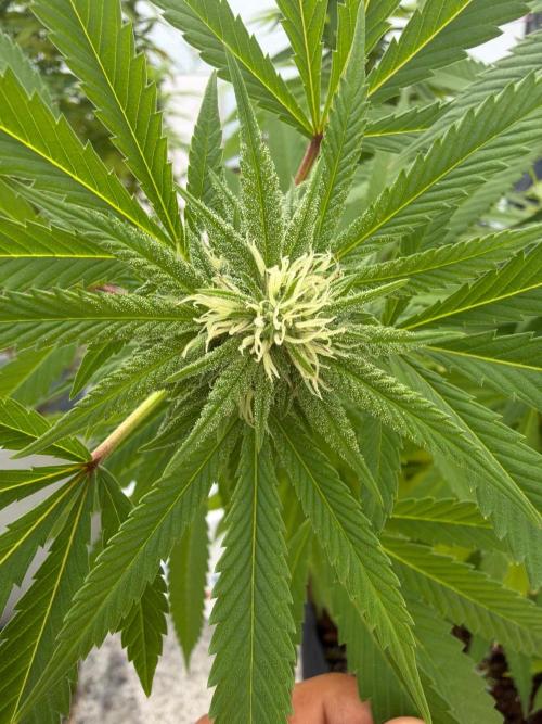 Royal Cookies. Week 21