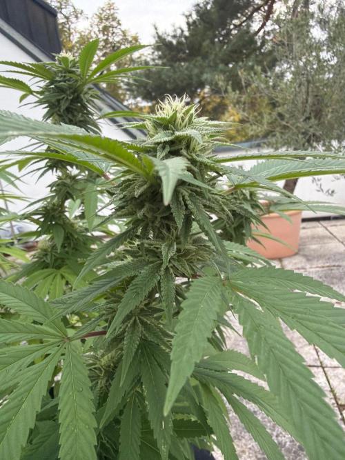 Royal cookies. Week 23