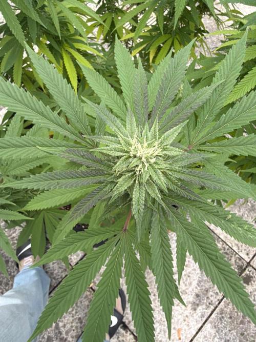 Royal cookies. Week 23