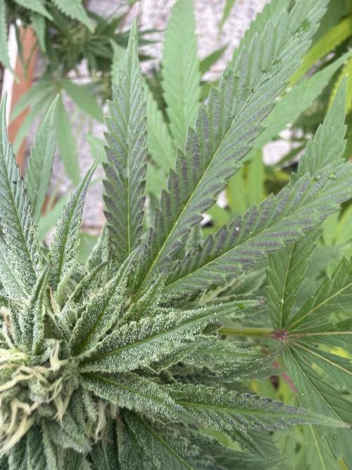 Royal Cookies. Week 23