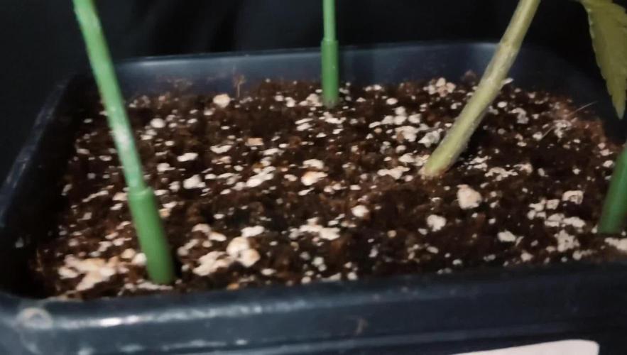 Green Cure CBD F1 Auto LED