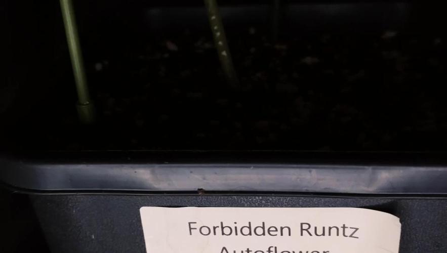 Forbidden Runtz Auto LED