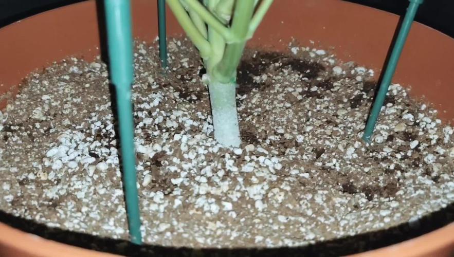 Auto Opium Divine Seeds 2