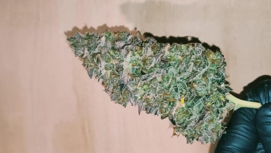 Auto Opium Divine Seeds 2