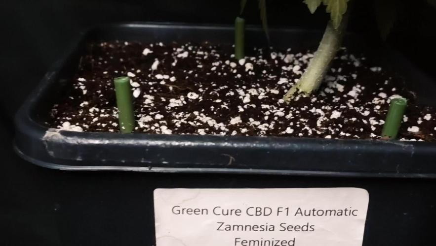 Green Cure CBD F1 Auto LED