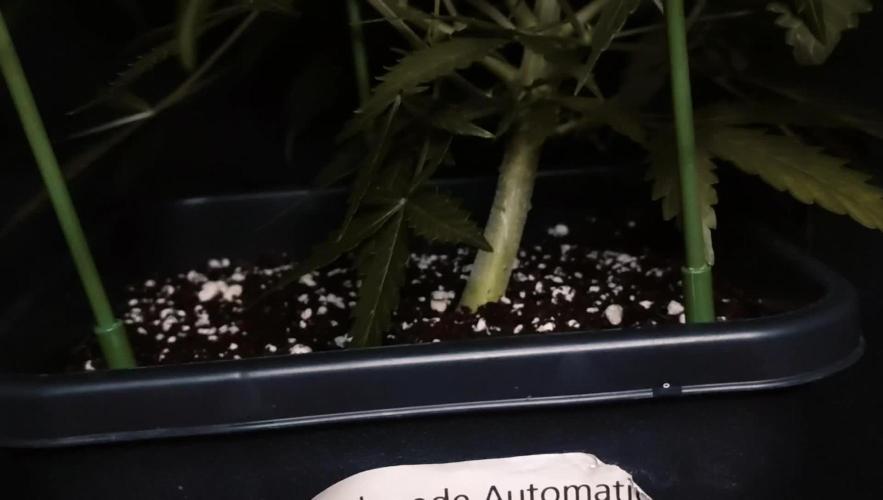 Gelonade Auto LED