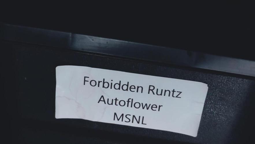 Forbidden Runtz Auto LED