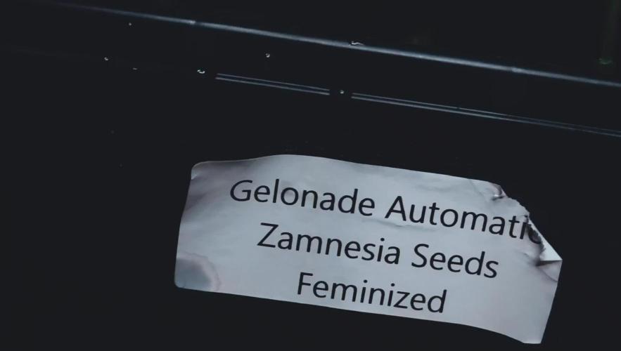 Gelonade Auto LED