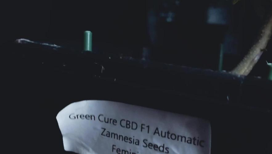 Green Cure CBD F1 Auto LED