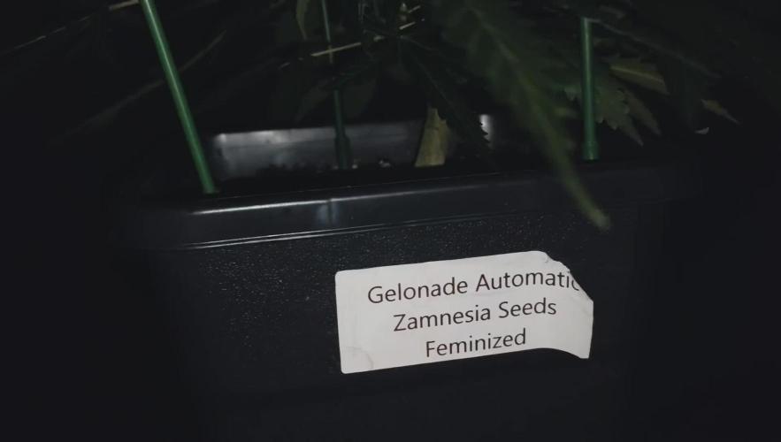 Gelonade Auto LED