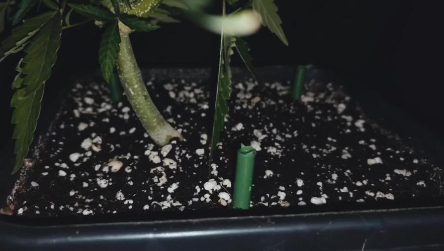 Green Cure CBD F1 Auto LED