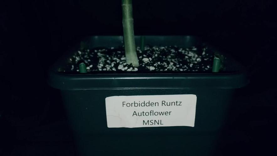 Forbidden Runtz Auto LED