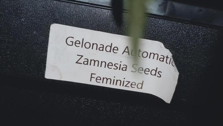 Gelonade Auto LED
