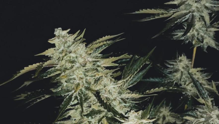 Green Cure CBD F1 Auto LED