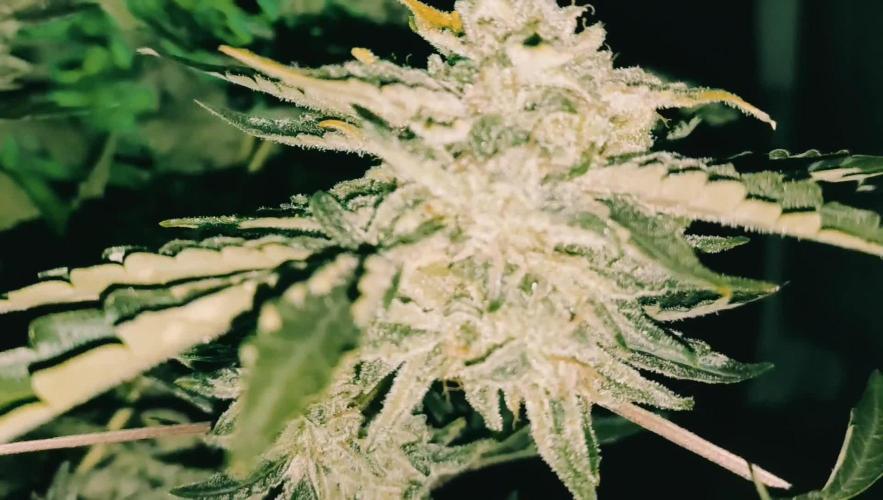 Green Cure CBD F1 Auto LED