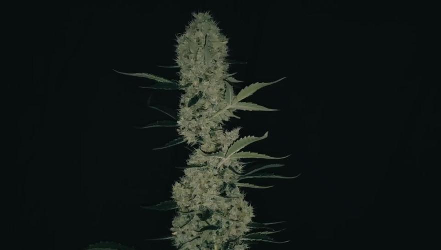 Forbidden Runtz Auto LED