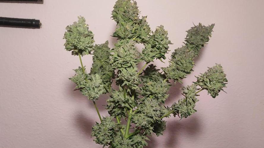 Green Cure CBD F1 Auto LED
