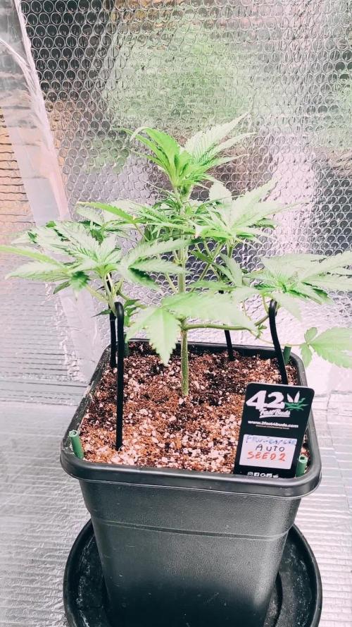 Frostbanger Auto LED