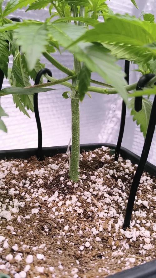 Black Opium Auto LED