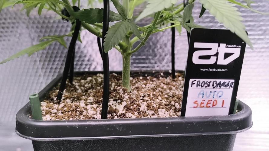 Frostbanger Auto LED