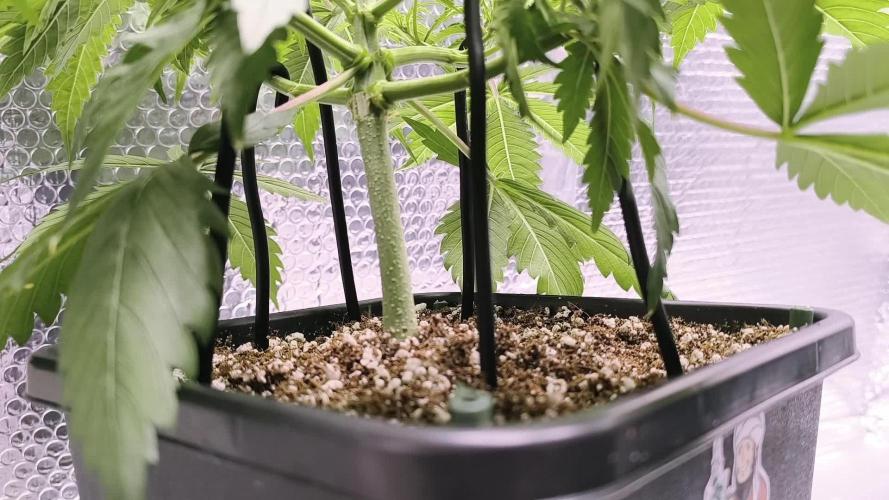 Black Opium Auto Day 35