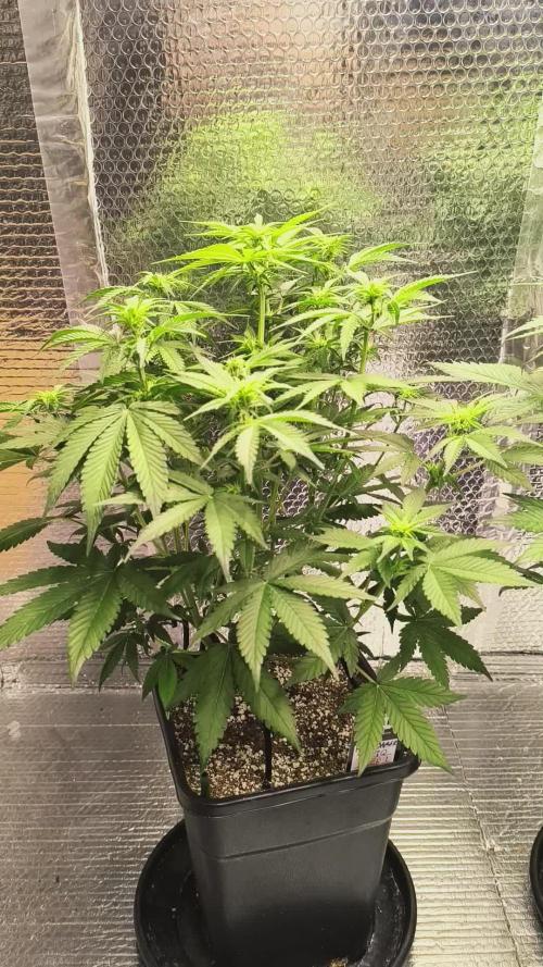 Frostbanger Auto LED