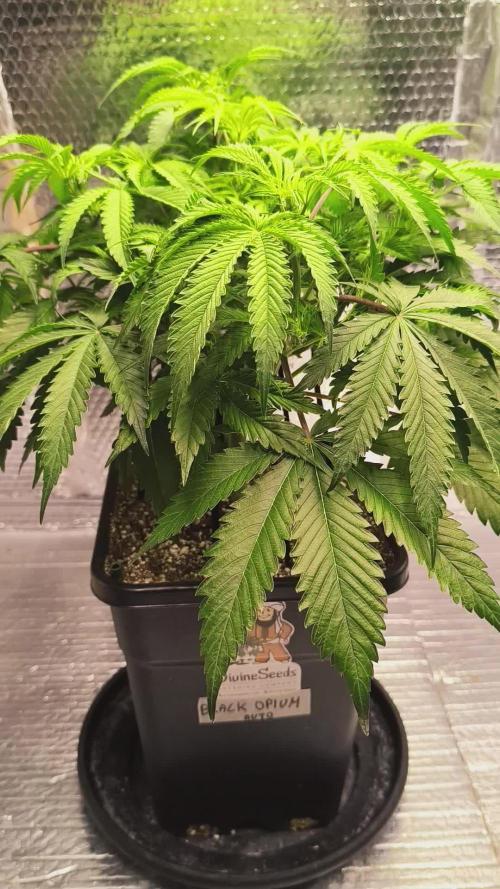 Black Opium Auto LED